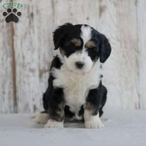 Flossie, Mini Bernedoodle Puppy